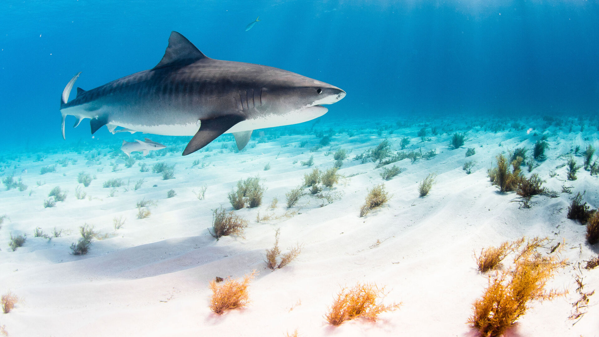 Florida led the world in shark attacks again in 2020